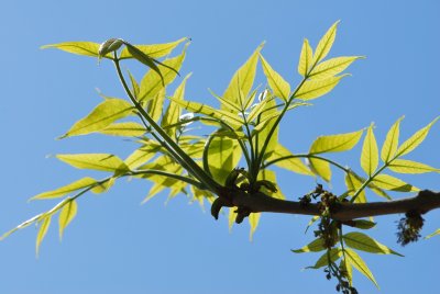 Fraxinus pennsylvanica 'Aucubifolia' - jasan pensylvánský 'Aucubifolia' - jarní větévka
